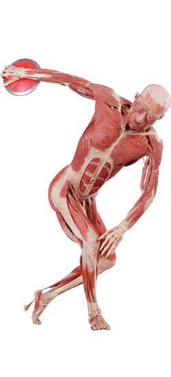 Real Bodies