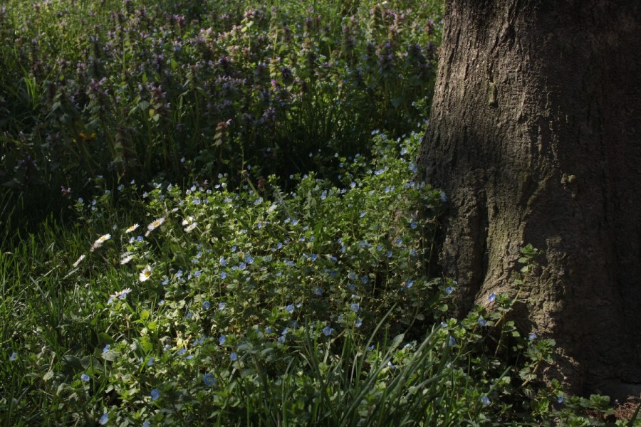 La Poesia, Primavera dell’Anima