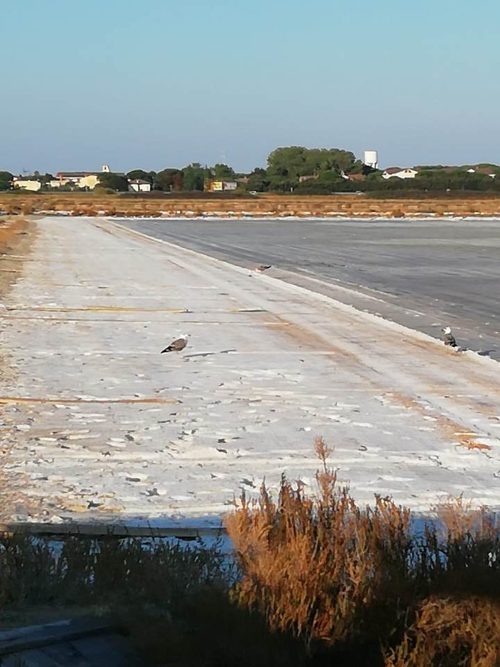 Viaggio nel cuore della Salina di Cervia