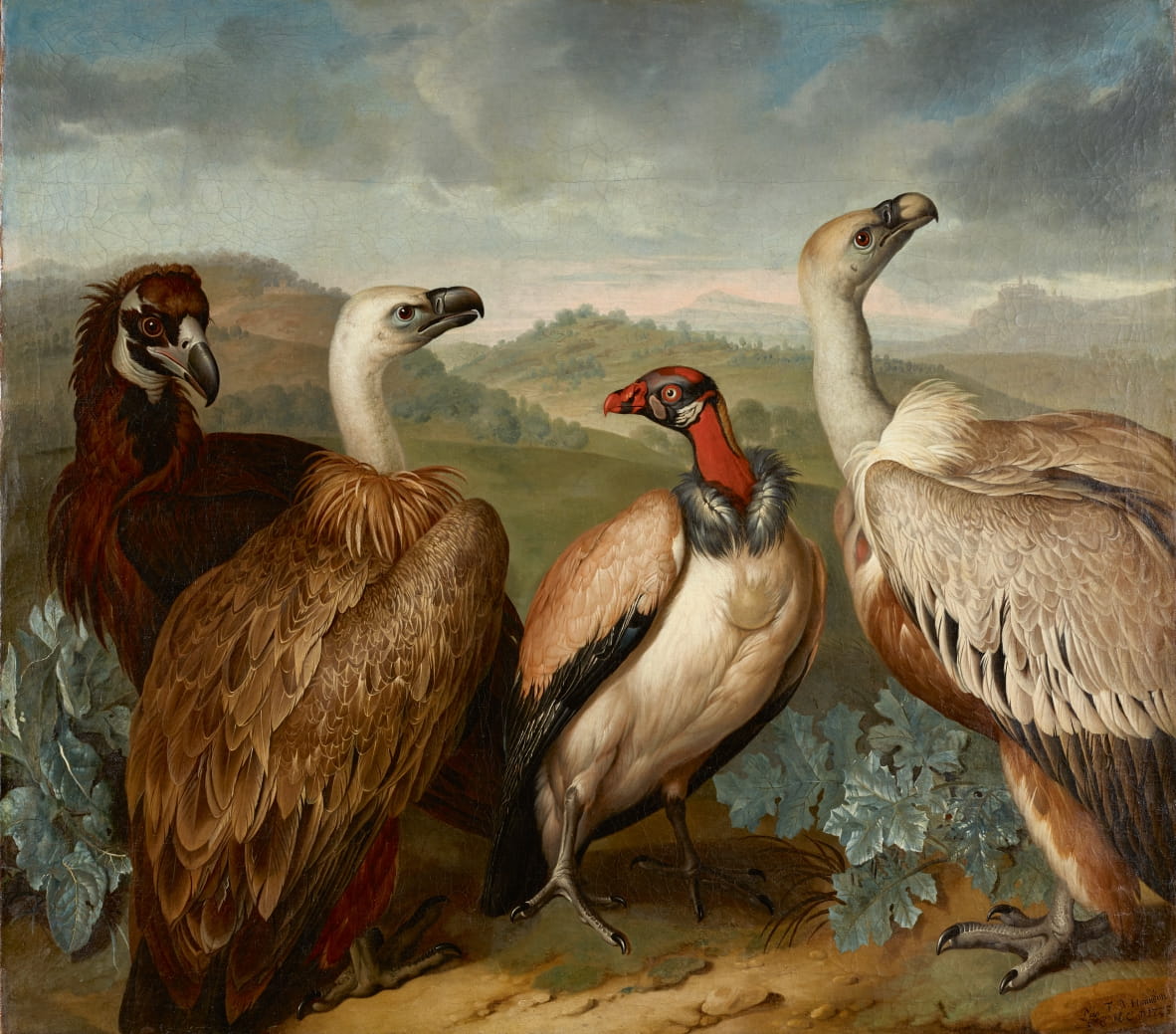 Foto: Philipp Ferdinand de Hamilton (c. 1664–1750) - Quattro avvoltoi di specie diverse ((Vier Geier verschiedener Art), 1723 © Austrian Gallery Belvedere