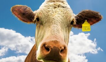 NON SARÒ MAI VEGANO – Proiezione film e incontri