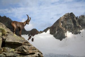Foto: Valtellina, Valmalenco - Stambecco © R.Ganassa 