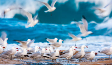 Il Paese della Biodiversità