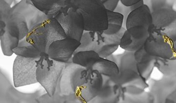 EDEN. Il giardino dell’anima