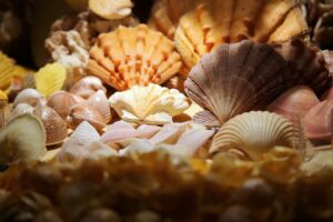 Foto: Collezione conchiglie © MUNAV - Museo Storico Navale di Venezia