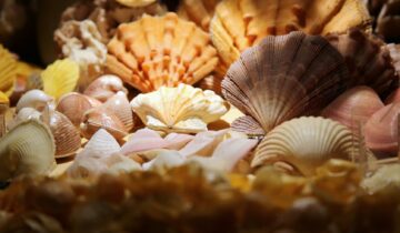 MUNAV – Sulla rotta del rinnovo