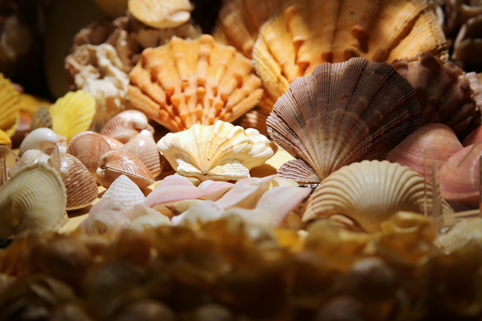 Foto: Collezione conchiglie © MUNAV - Museo Storico Navale di Venezia